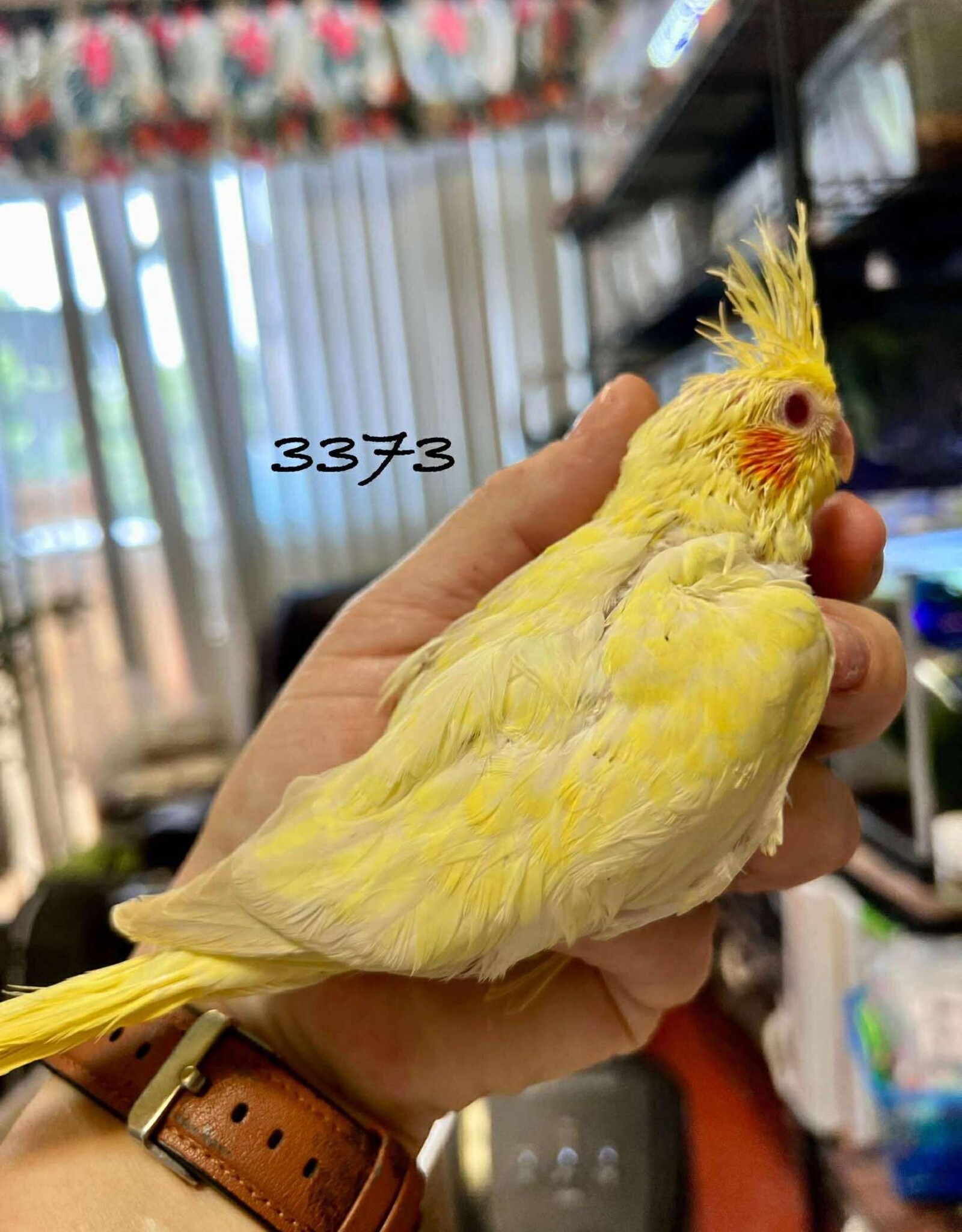 RAFL 3373 / HATCH  5-01-25- COCKATIEL- EMERALD- LUTINO- PEARL *RARE*
