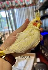 RAFL 3374 / HATCH  5-01-25- COCKATIEL- EMERALD- LUTINO- PEARL *RARE*