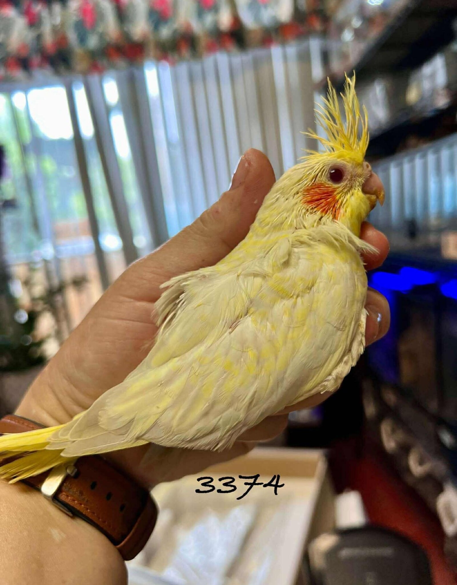 RAFL 3374 / HATCH  5-01-25- COCKATIEL- EMERALD- LUTINO- PEARL *RARE*