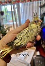 RAFL 3375 / HATCH  5-05-25- COCKATIEL- PEARL