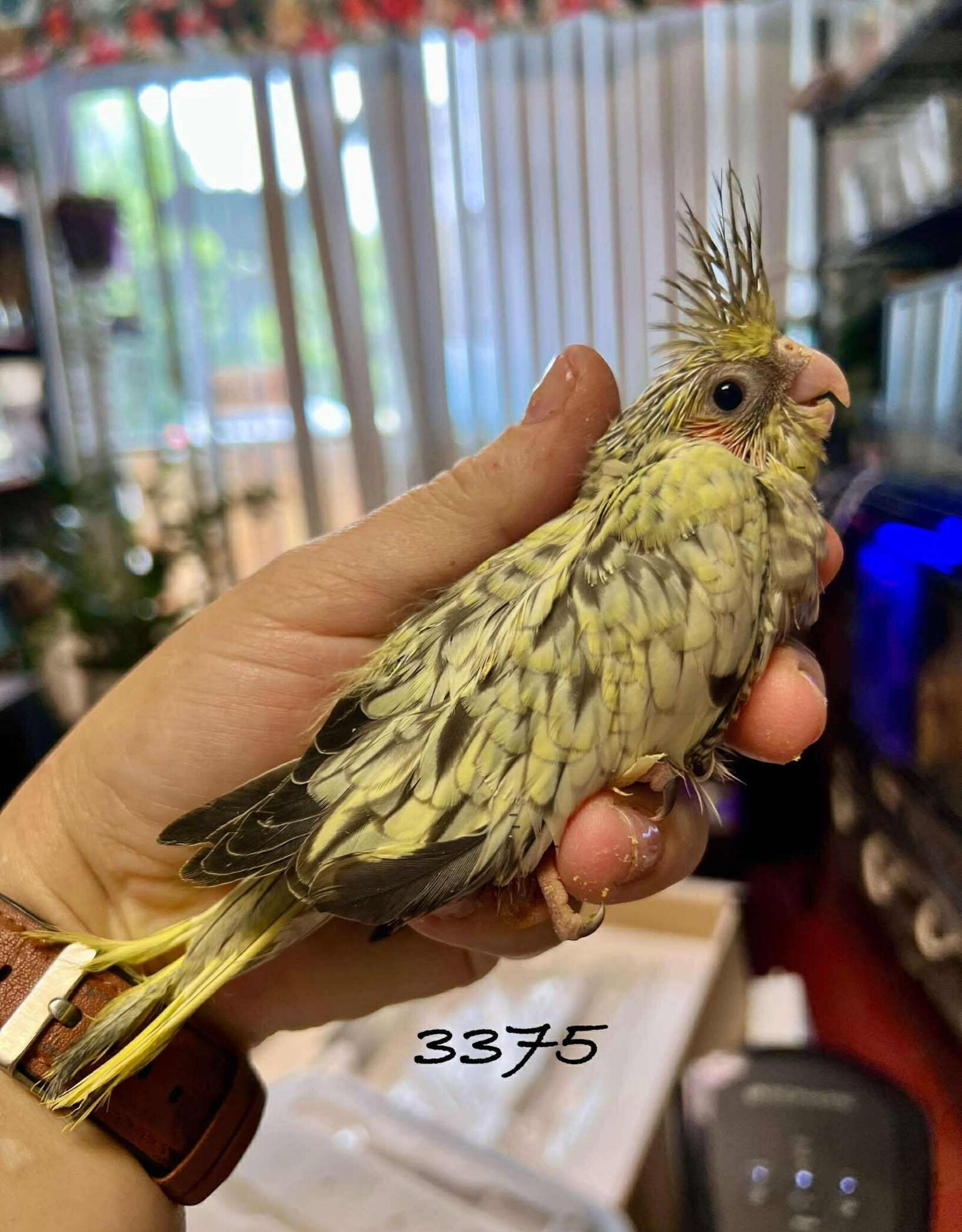 RAFL 3375 / HATCH  5-05-25- COCKATIEL- PEARL