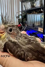 RAFL 3376 / HATCH  5-06-25- COCKATIEL- CLASSIC GREY
