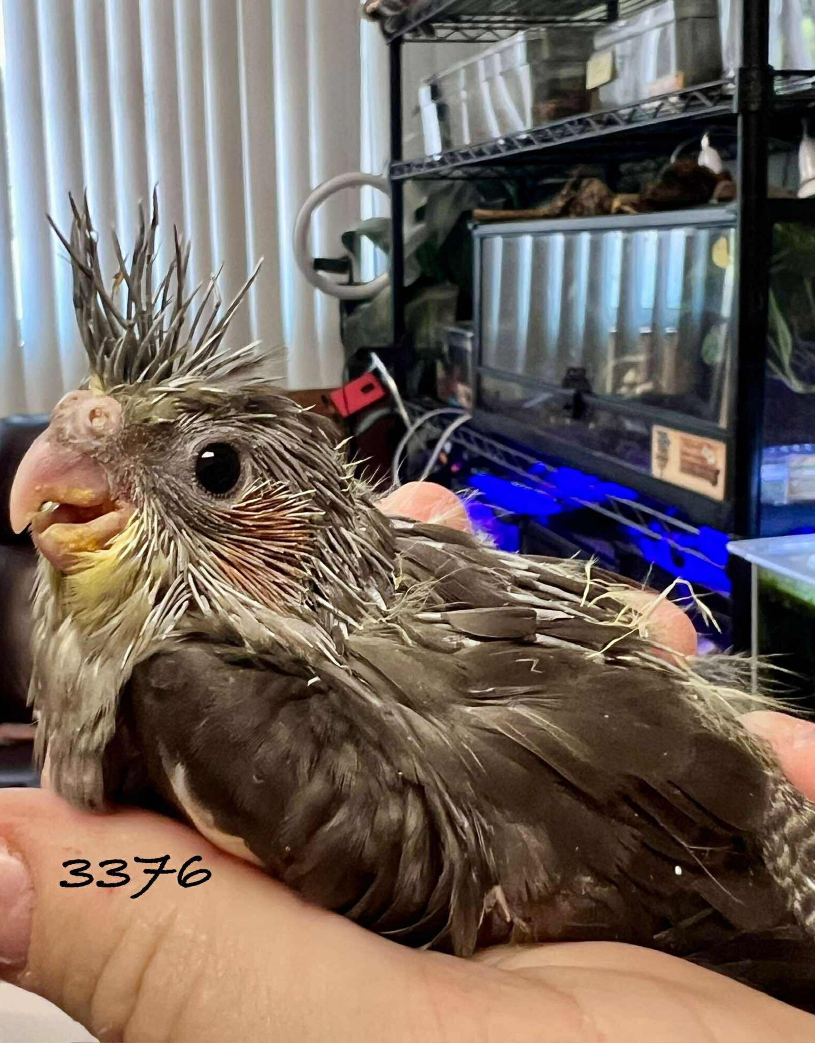 RAFL 3376 / HATCH  5-06-25- COCKATIEL- CLASSIC GREY