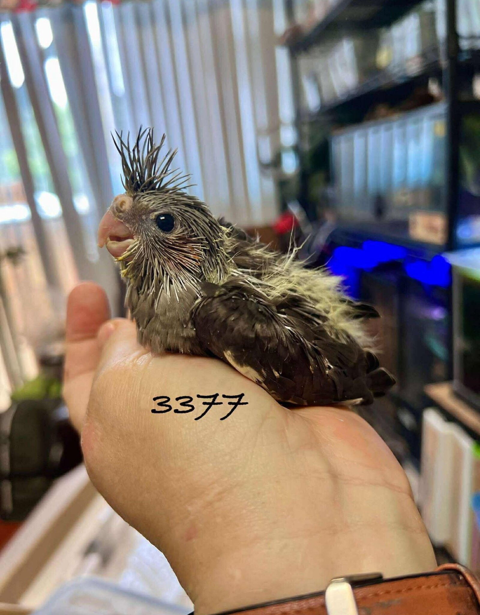 RAFL 3377 / HATCH  5-10-25- COCKATIEL- CLASSIC GREY