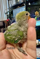 RAFL 2850 / HATCH 5-01-25- NORMAL- PEACHFACE- CAGE #56