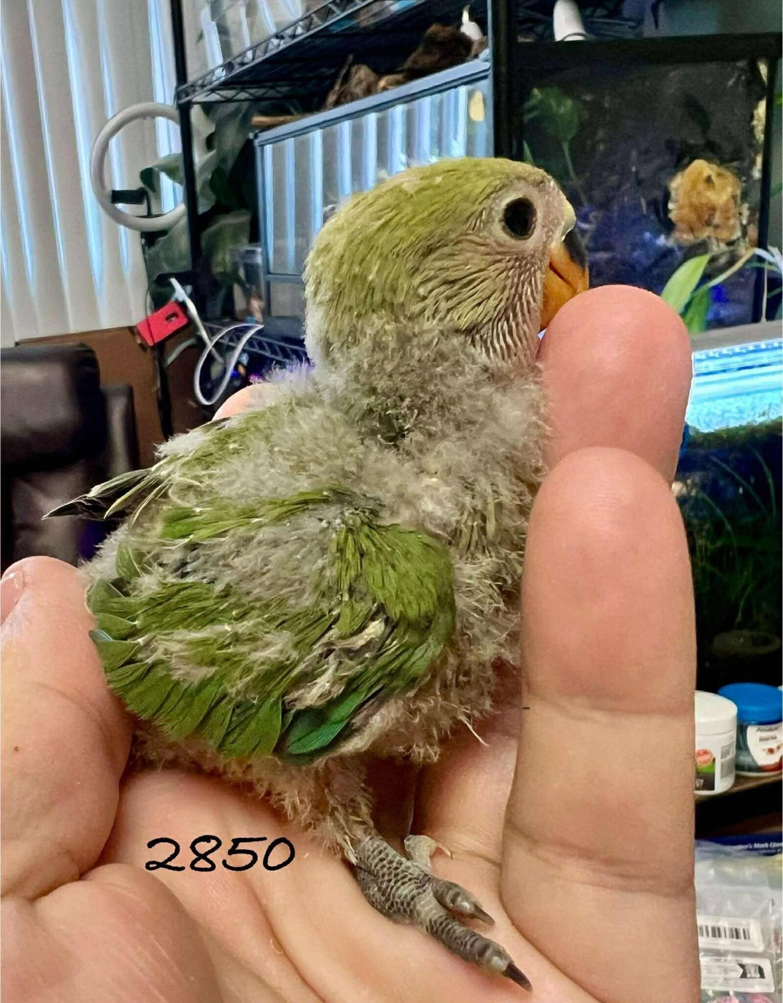 RAFL 2850 / HATCH 5-01-25- NORMAL- PEACHFACE- CAGE #56