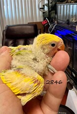 RAFL 2846 / HATCH 5-03-25- YELLOW PIED- PEACHFACE- CAGE #56