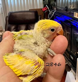 RAFL 2846 / HATCH 5-03-25- YELLOW PIED- PEACHFACE- CAGE #56