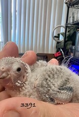 RAFL 3391- PINEAPPLE (CINNAMON?) TURQUOISE- CONURE- GREEN CHEEK- HATCH 5-18-25-  CAGE #13