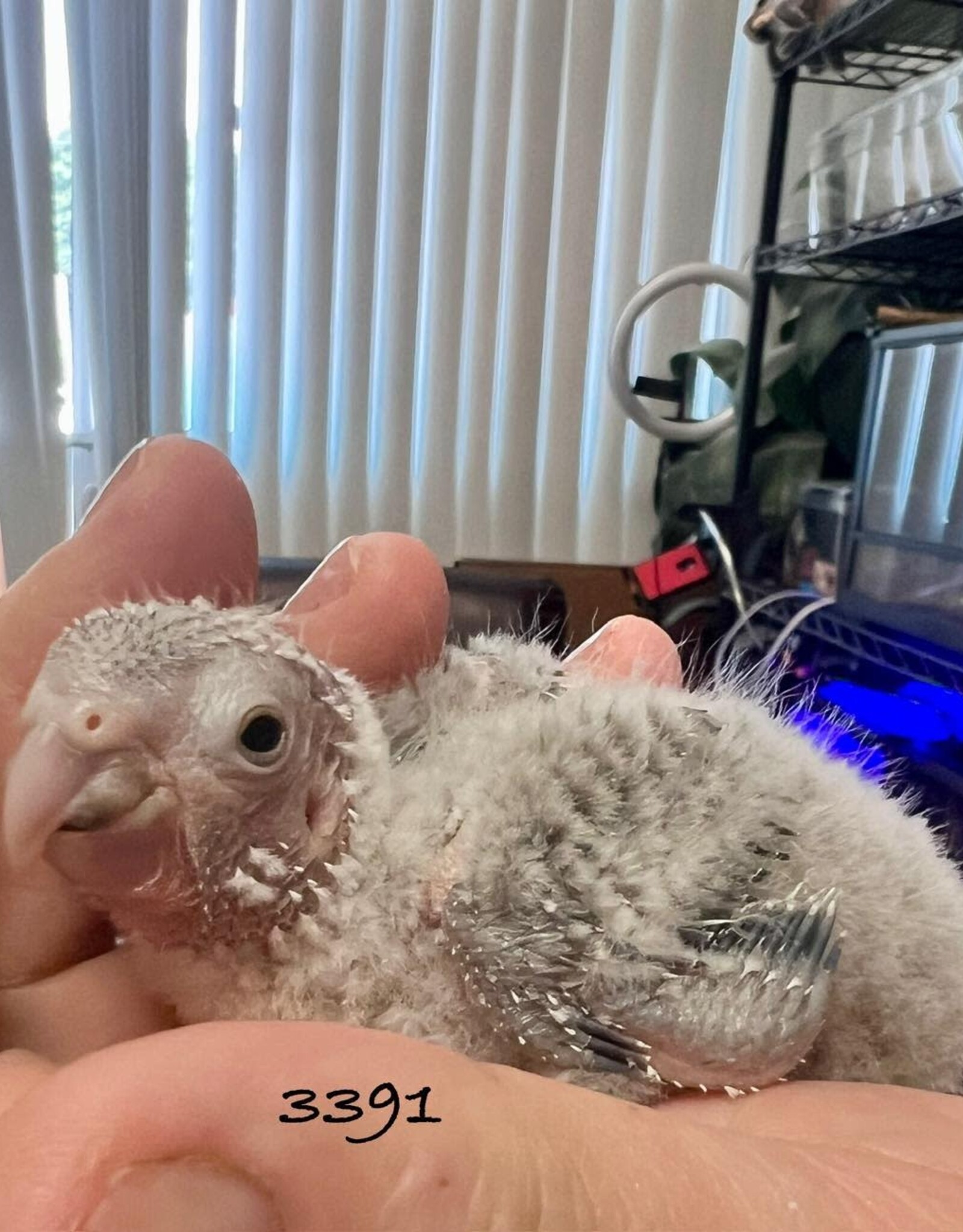 RAFL 3391- PINEAPPLE (CINNAMON?) TURQUOISE- CONURE- GREEN CHEEK- HATCH 5-18-25-  CAGE #13