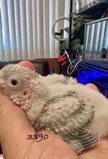 RAFL 3390- PINEAPPLE (CINNAMON?) TURQUOISE- CONURE- GREEN CHEEK- HATCH 5-16-25- CAGE #13
