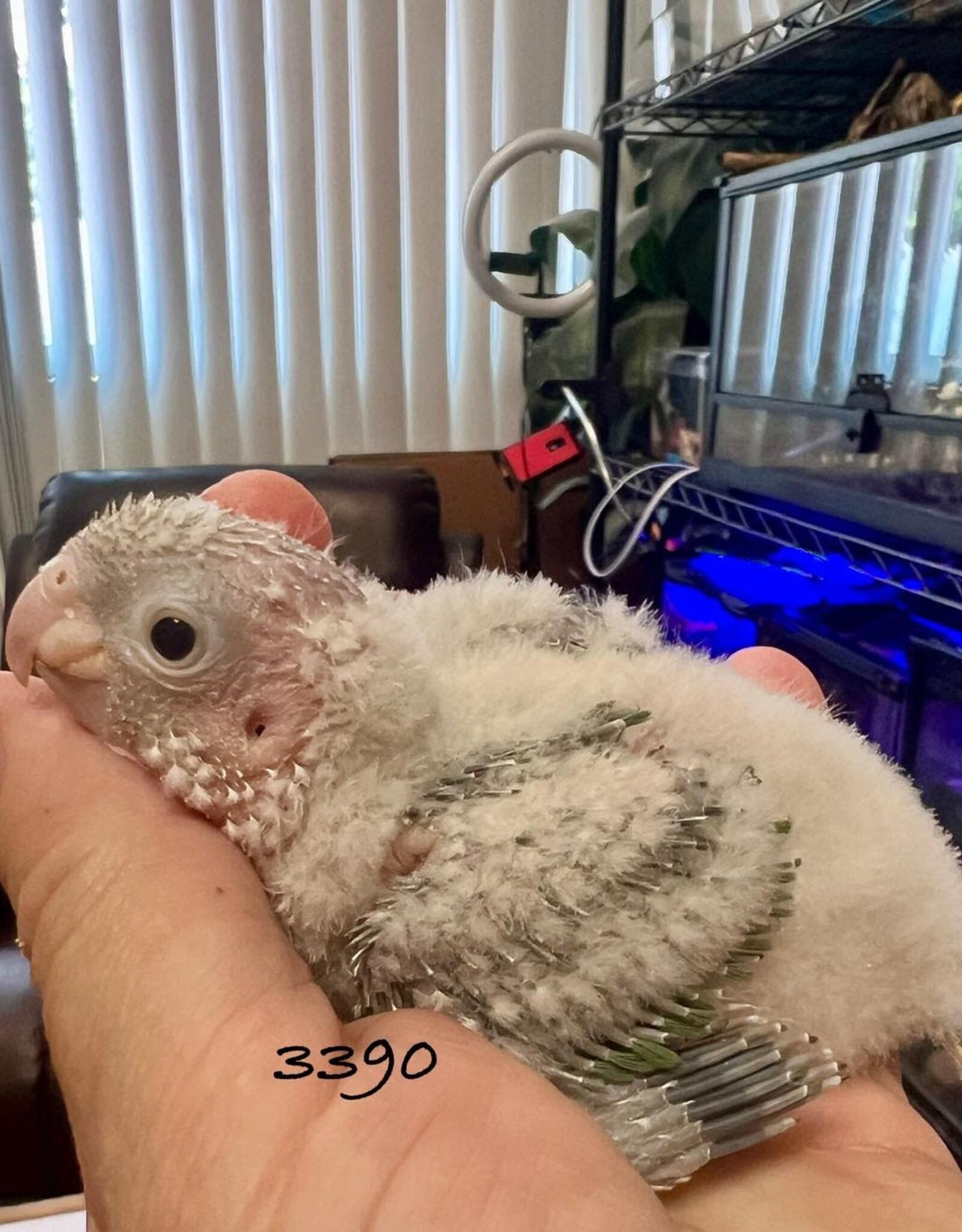 RAFL 3390- PINEAPPLE (CINNAMON?) TURQUOISE- CONURE- GREEN CHEEK- HATCH 5-16-25- CAGE #13