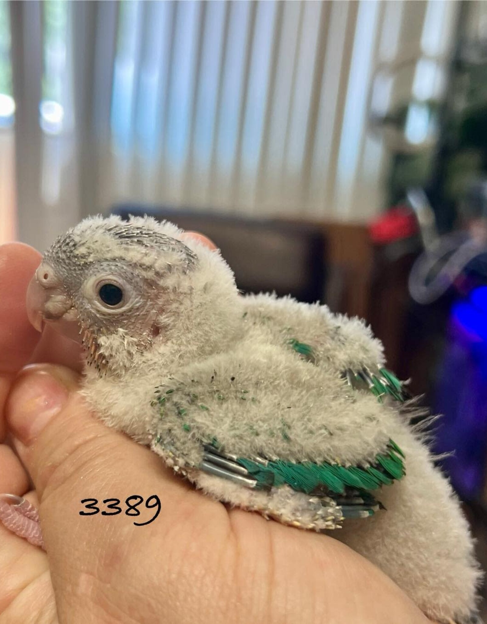 RAFL 3389- PINEAPPLE TURQUOISE- CONURE- GREEN CHEEK- HATCH 5-14-25-  CAGE #13