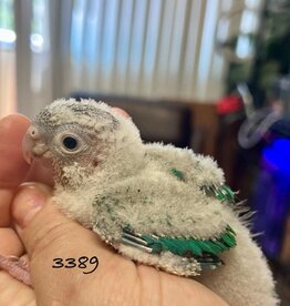RAFL 3389- PINEAPPLE TURQUOISE- CONURE- GREEN CHEEK- HATCH 5-14-25-  CAGE #13