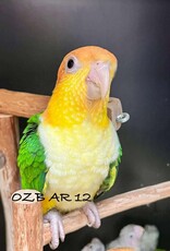 OZB AR 12 / HATCH 4-07-25- CAIQUE- YELLOW THIGHED *MOST RARE OF THE 3 SUBSPECIES