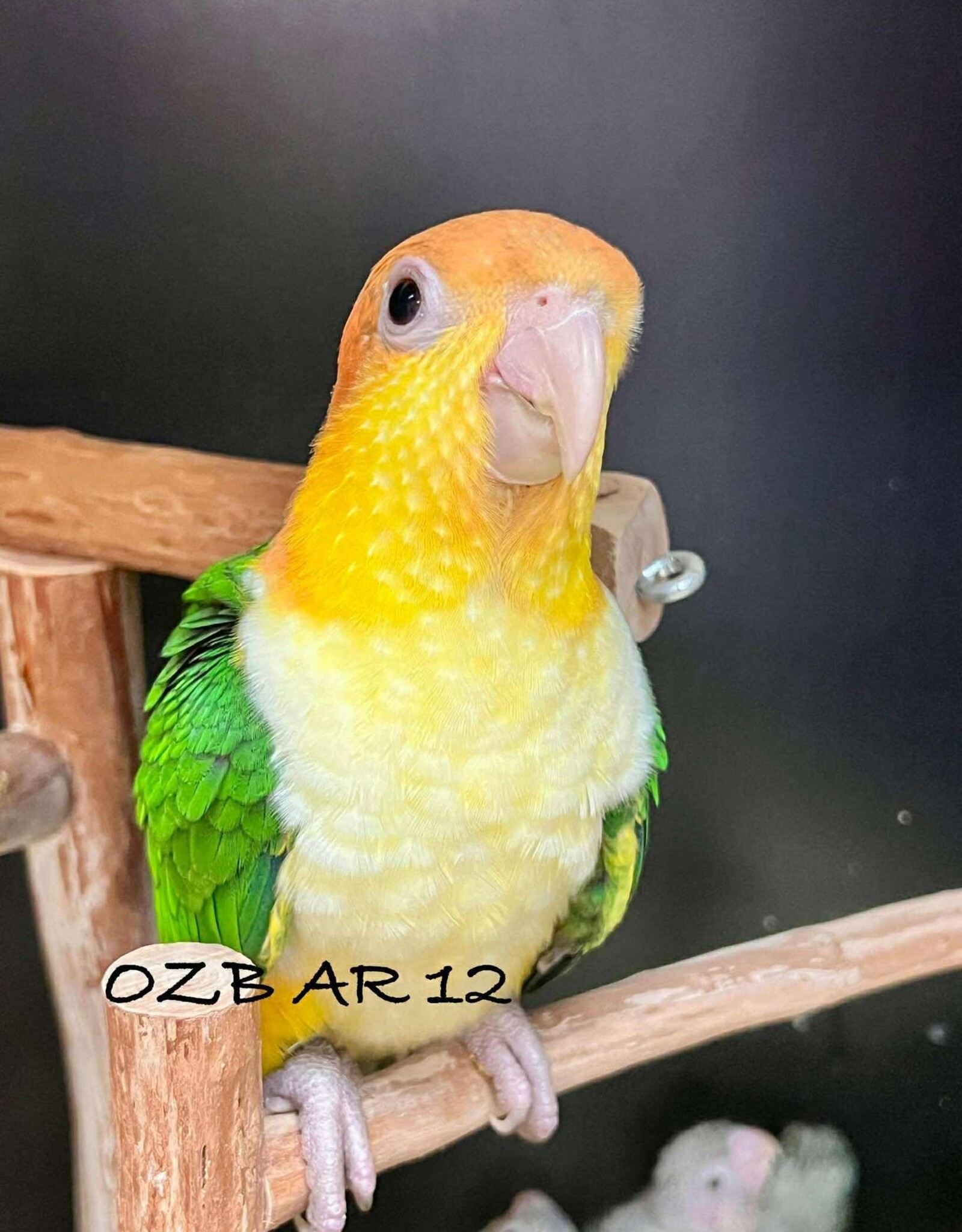 OZB AR 12 / HATCH 4-07-25- CAIQUE- YELLOW THIGHED *MOST RARE OF THE 3 SUBSPECIES