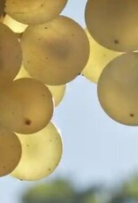 Leslie Hennessy Winery premium wine yearly fee $50