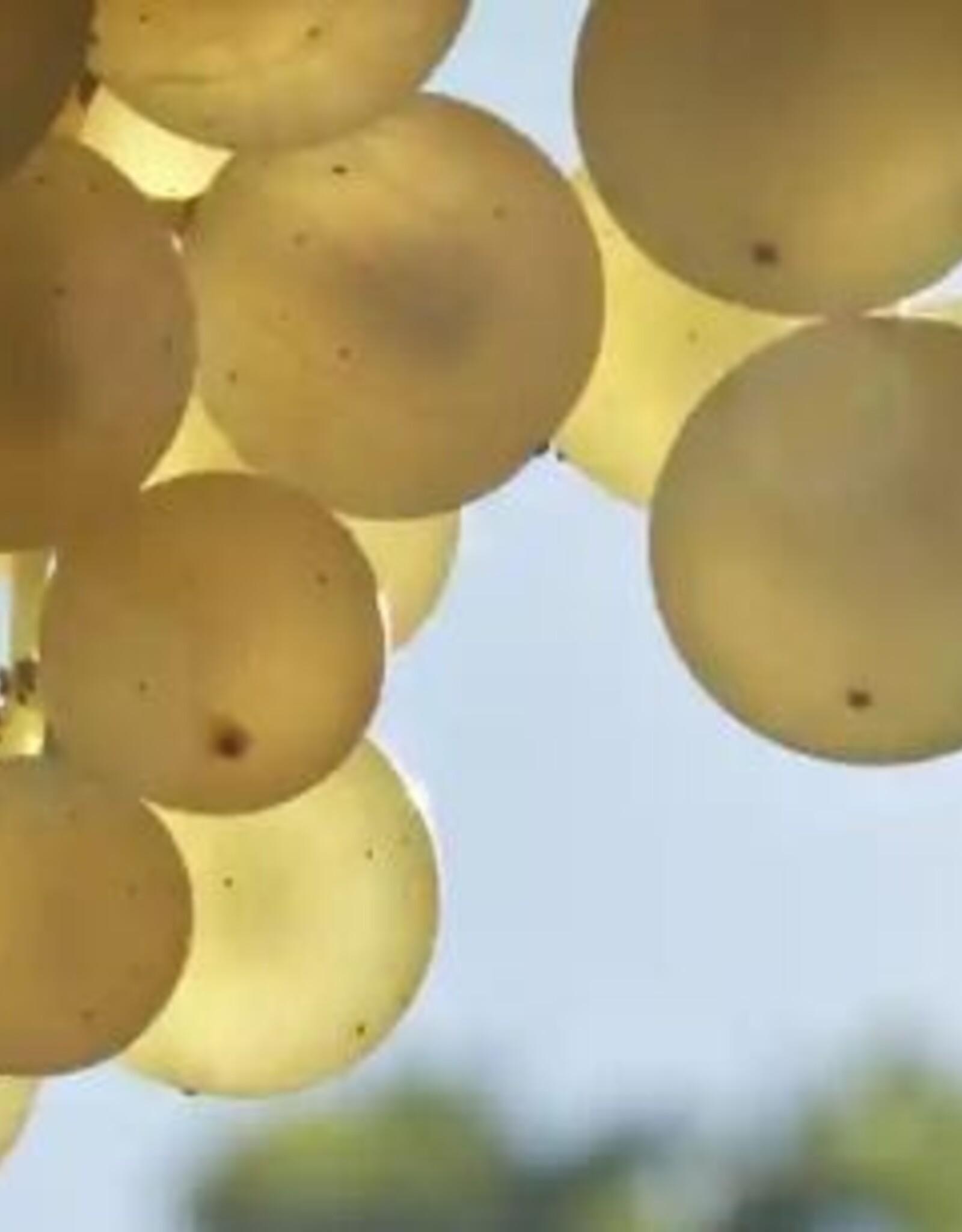 Leslie Hennessy Winery premium wine yearly fee $50