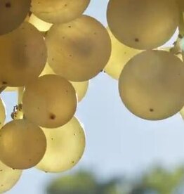 Leslie Hennessy Winery premium wine yearly fee $50