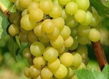 Premium Wine Yearly Fee