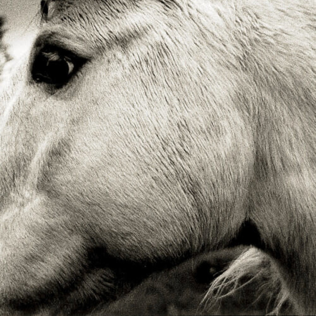 BONNY LIGHT HORSEMAN / Bonny Light Horseman