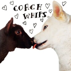 COACHWHIPS / BANGERS VS. FUCKERS (CD)