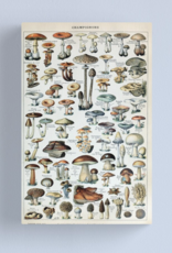 Vintage Edible Mushroom Chart Canvas - Medium