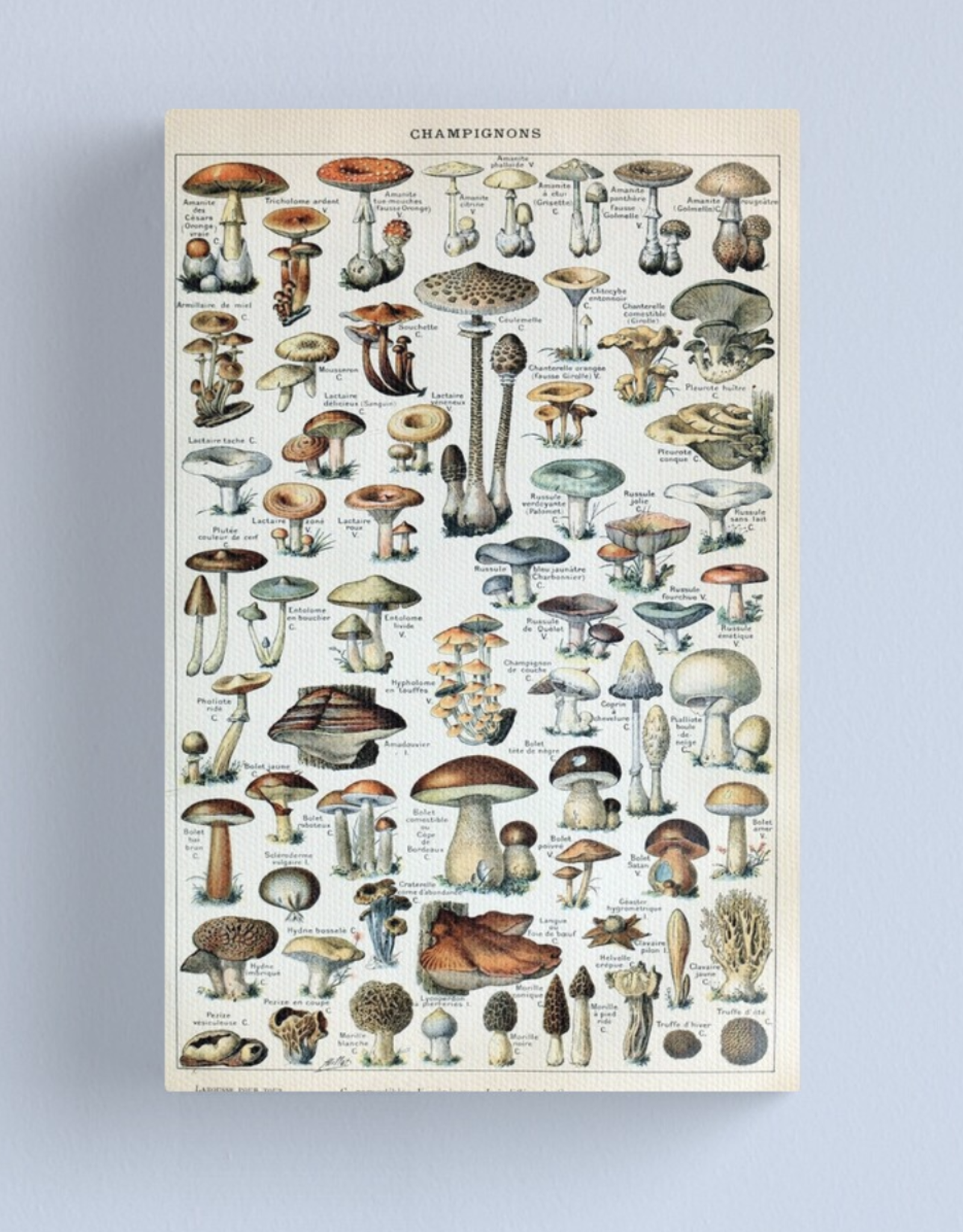 Vintage Edible Mushroom Chart Canvas - Medium