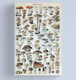 Vintage Edible Mushroom Chart Canvas - Medium