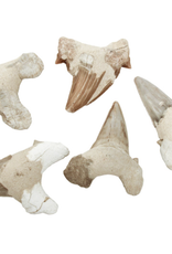 Shark's Tooth Fossil - Large Shark's Tooth Fossil - Large