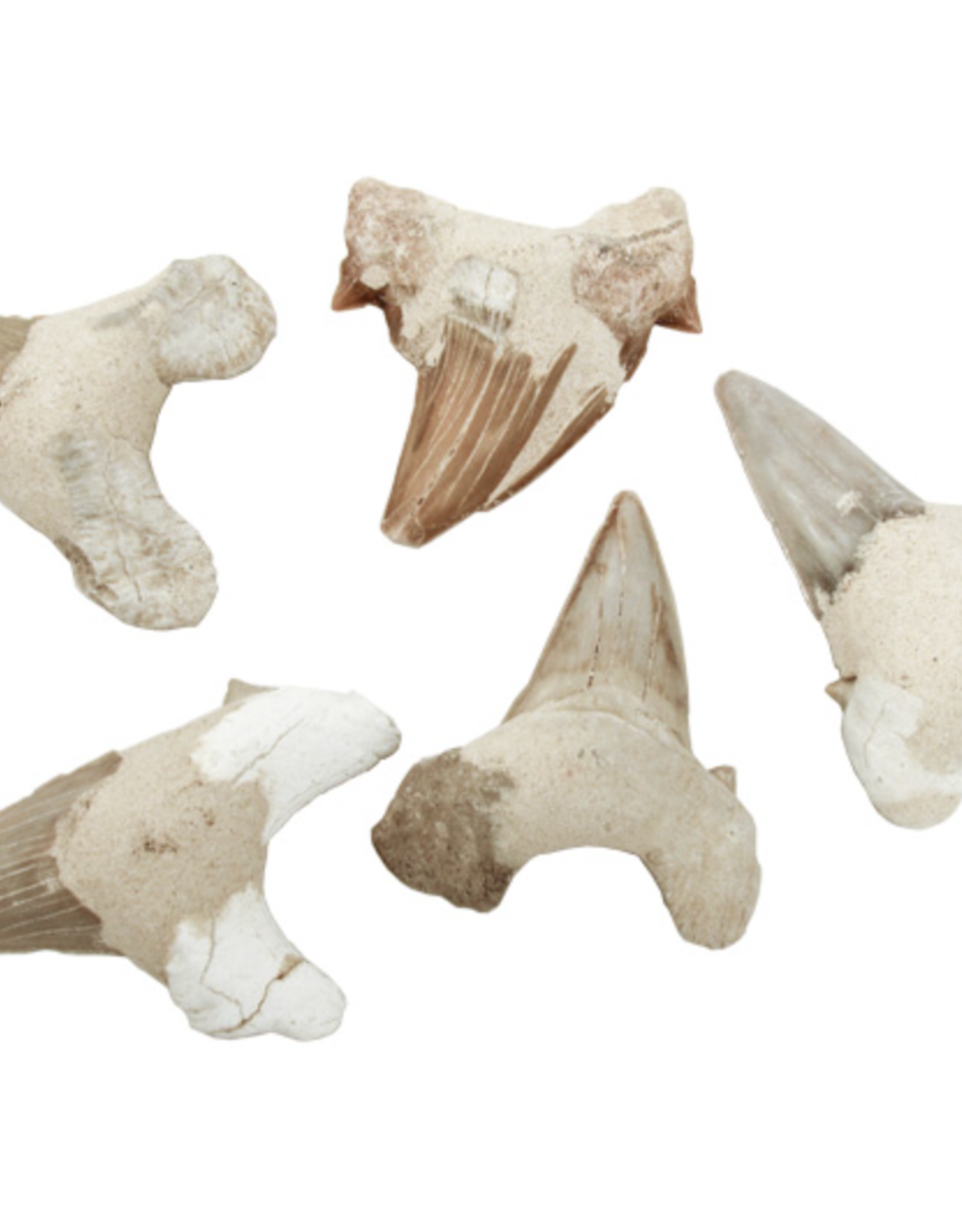 Shark's Tooth Fossil - Large