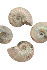 Blue Iridescent Ammonite Fossil