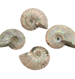 Blue Iridescent Ammonite Fossil