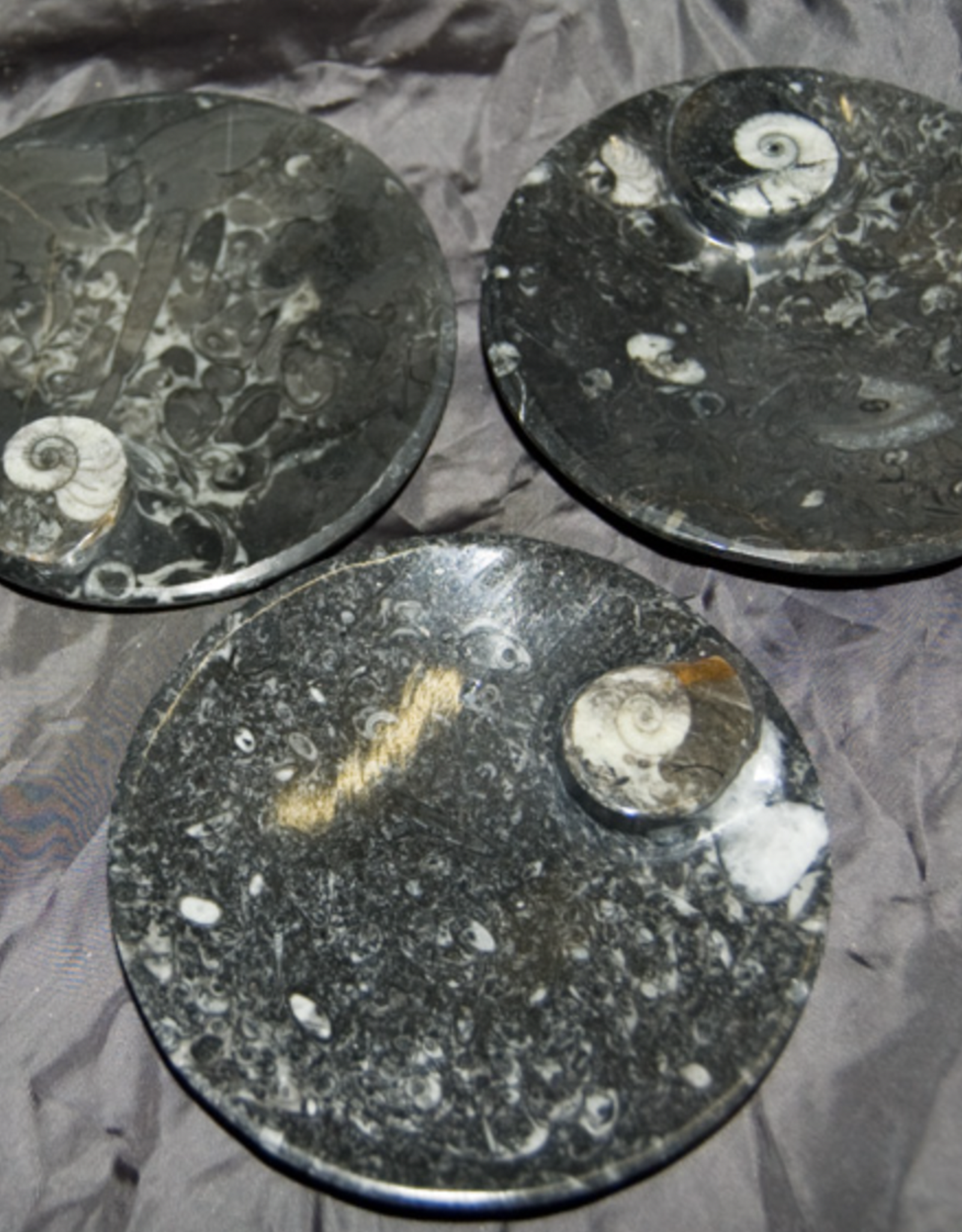 3D Fossil Ammonite Dish - Round/Oval