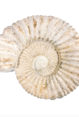 Ammonite Agadir 3D Fossil