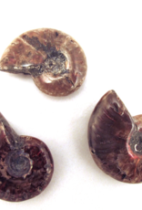 Red Ammonite Red Ammonite