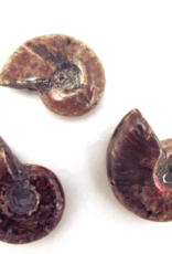 Red Ammonite