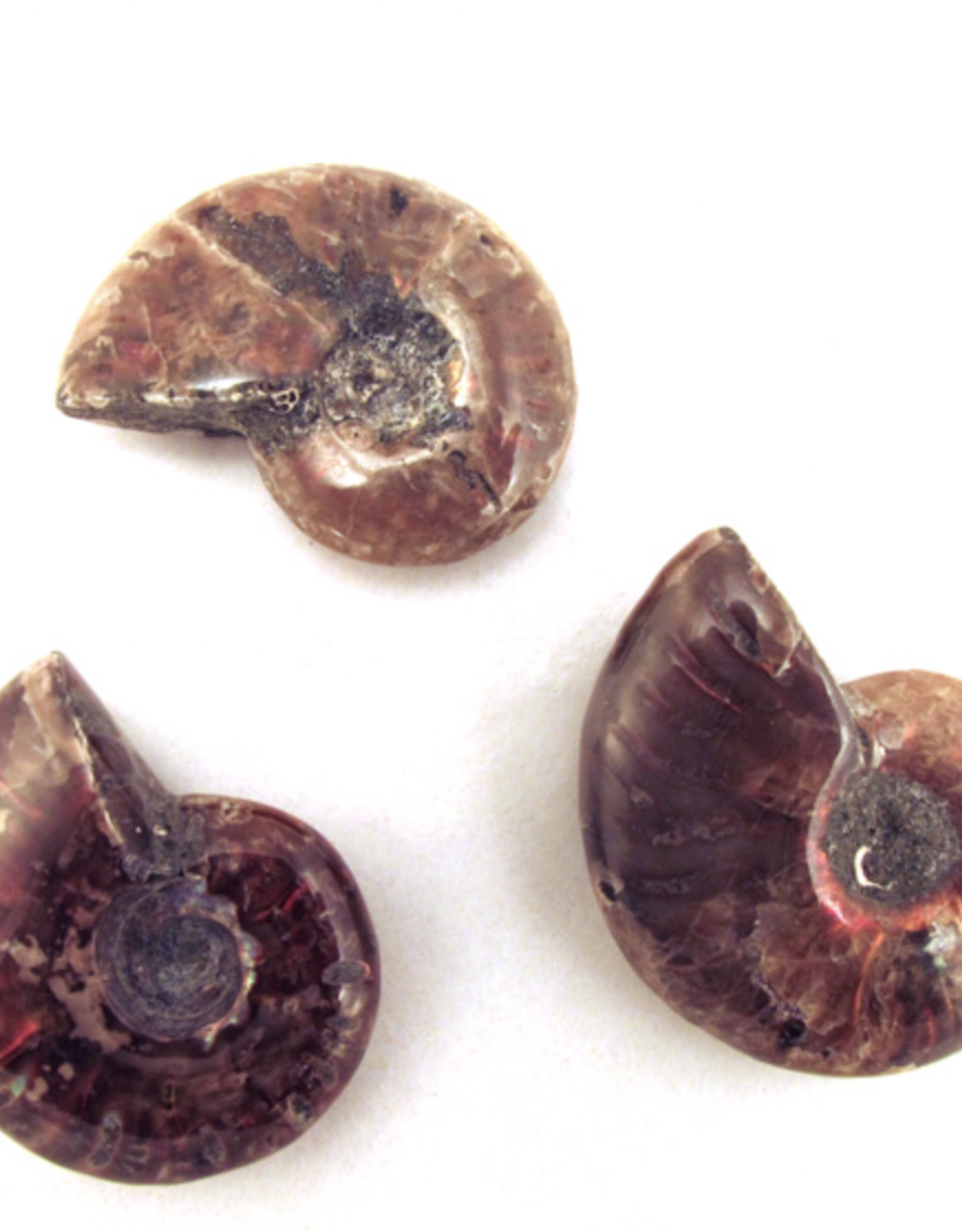 Red Ammonite