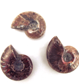 Red Ammonite