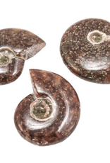 Sutured Ammonite Fossil