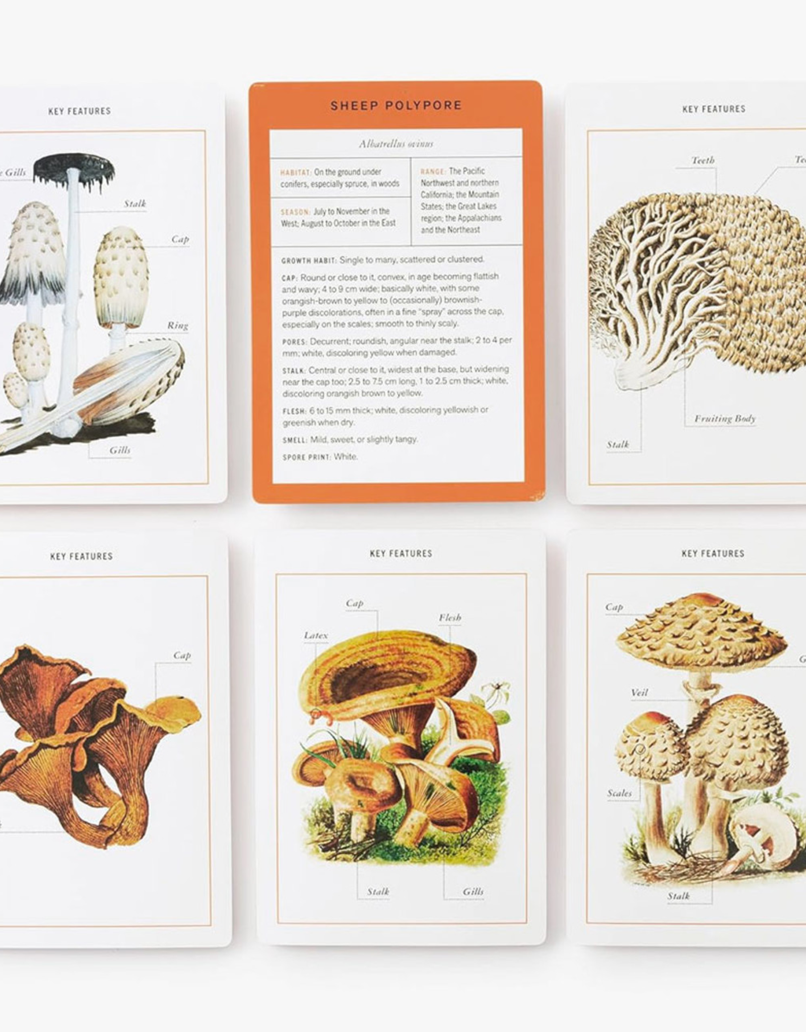 New York Botanical Garden Mushroom Identification Flashcards: 100 Common Mushrooms of North America