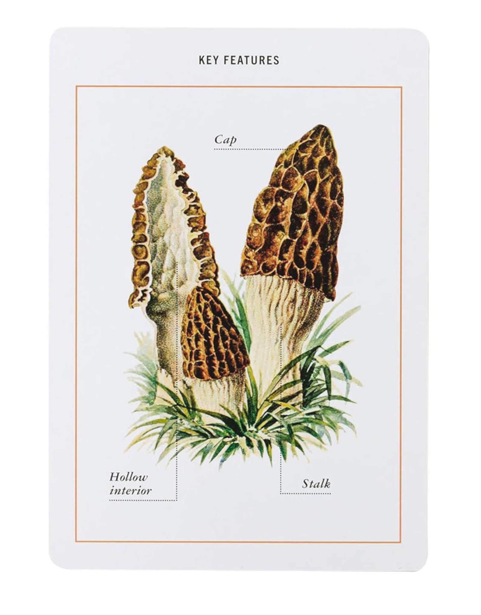 New York Botanical Garden Mushroom Identification Flashcards: 100 Common Mushrooms of North America