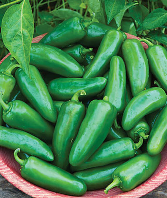 JALAPENO BIG GUY PEPPER (BOX OF 4) - Johnston's Greenhouse & Landscaping