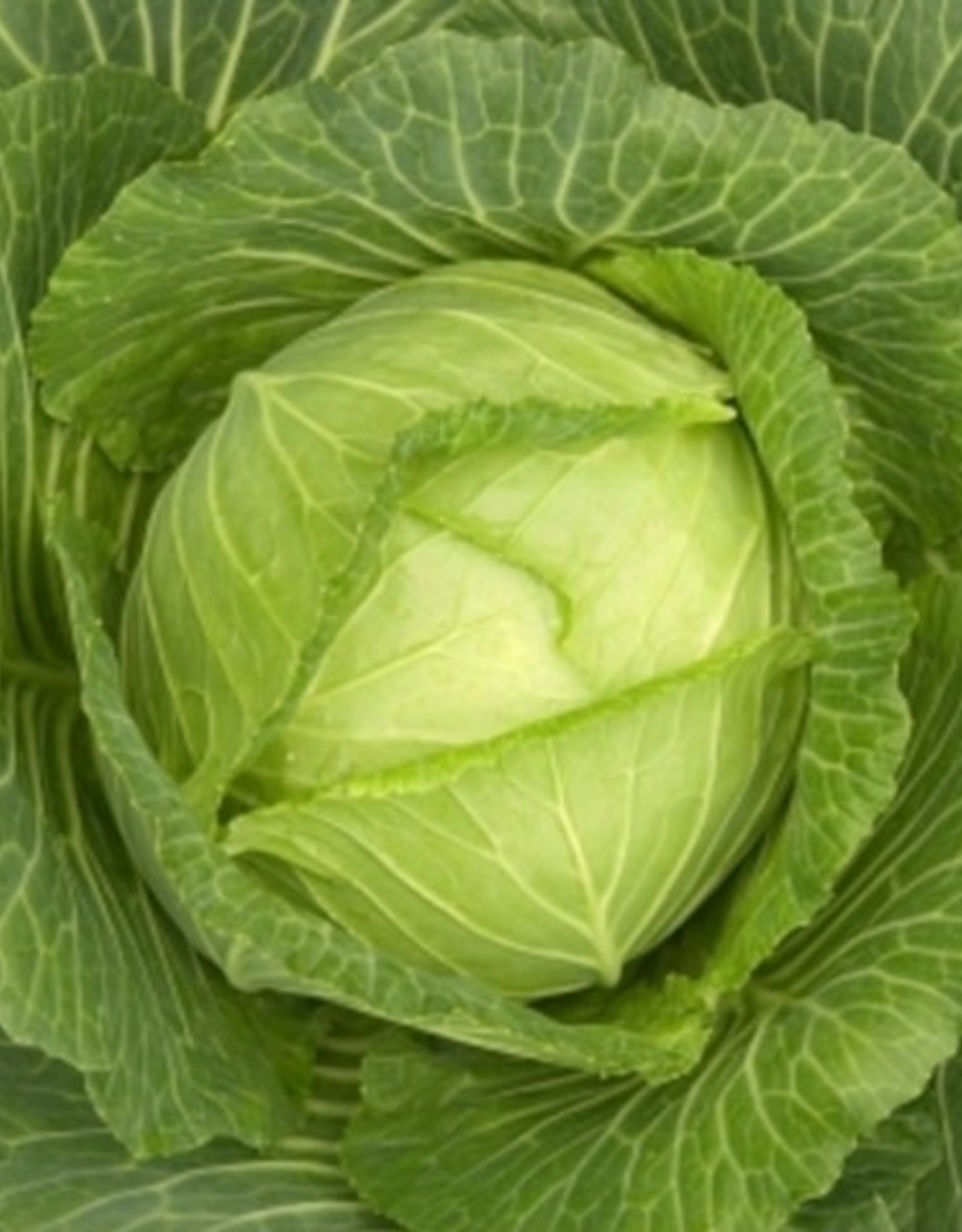 Фото Капуста Детский