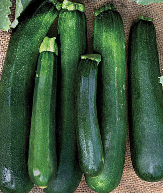 ZUCCHINI SQUASH ORGANIC 4" - Johnston's Greenhouse & Landscaping