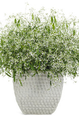 EUPHORBIA DIAMOND MOUNTAIN PW 4" - Johnston's Greenhouse & Landscaping