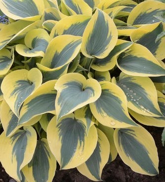 AUTUMN FROST HOSTA - Johnston's Greenhouse & Landscaping