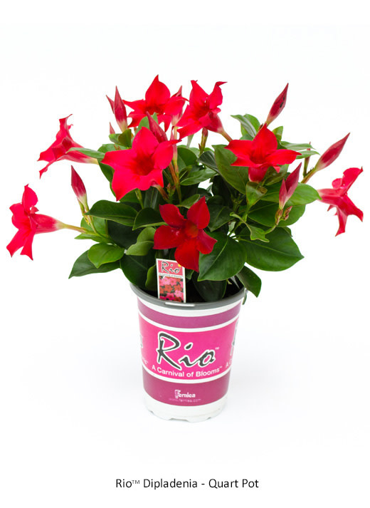 RIO DIPLADENIA 1G - Johnston's Greenhouse & Landscaping