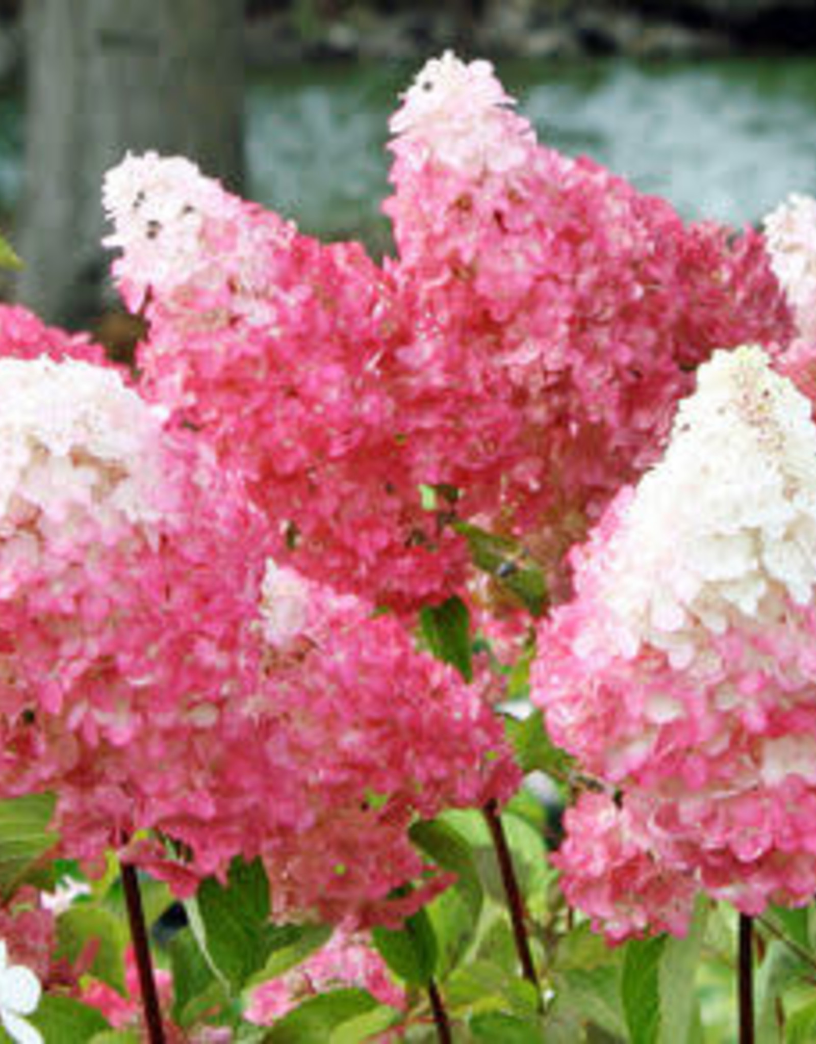 VANILLA STRAWBERRY HYDRANGEA STD - Johnston's Greenhouse & Landscaping