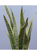 8" Sansevieria trifasciata 'Laurentii' Snake Plant